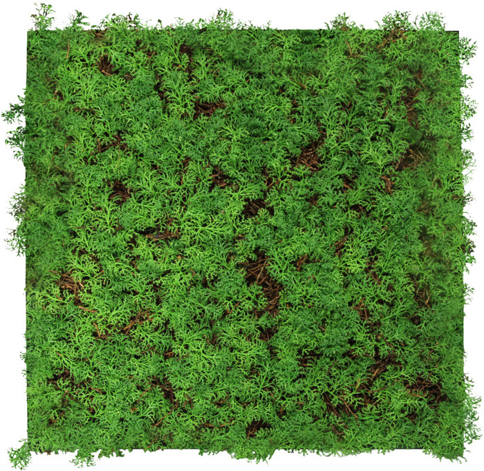 Jangal Modular Wall plantepanel 52 x 52 cm - Thuja